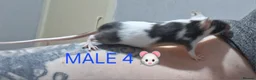 Mouse rodents for sale: MALE & Female FANCY MICE 🐁🐾 - Advert 7