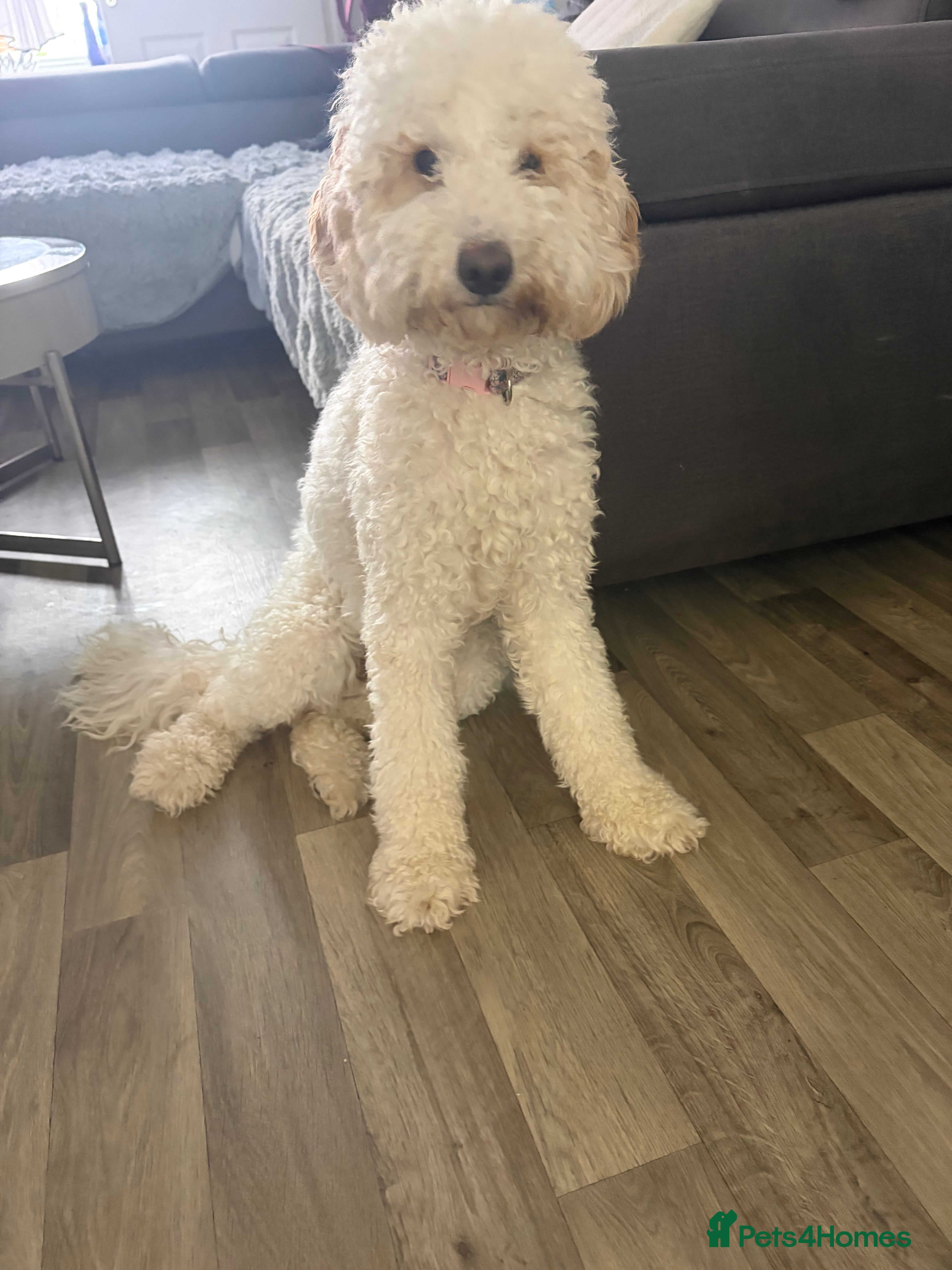 Australian Labradoodle dogs Betty is still looking for her forever home  - Advert 15