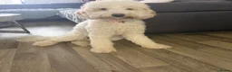 Australian Labradoodle dogs for sale: Betty is still looking for her forever home  - Advert 1