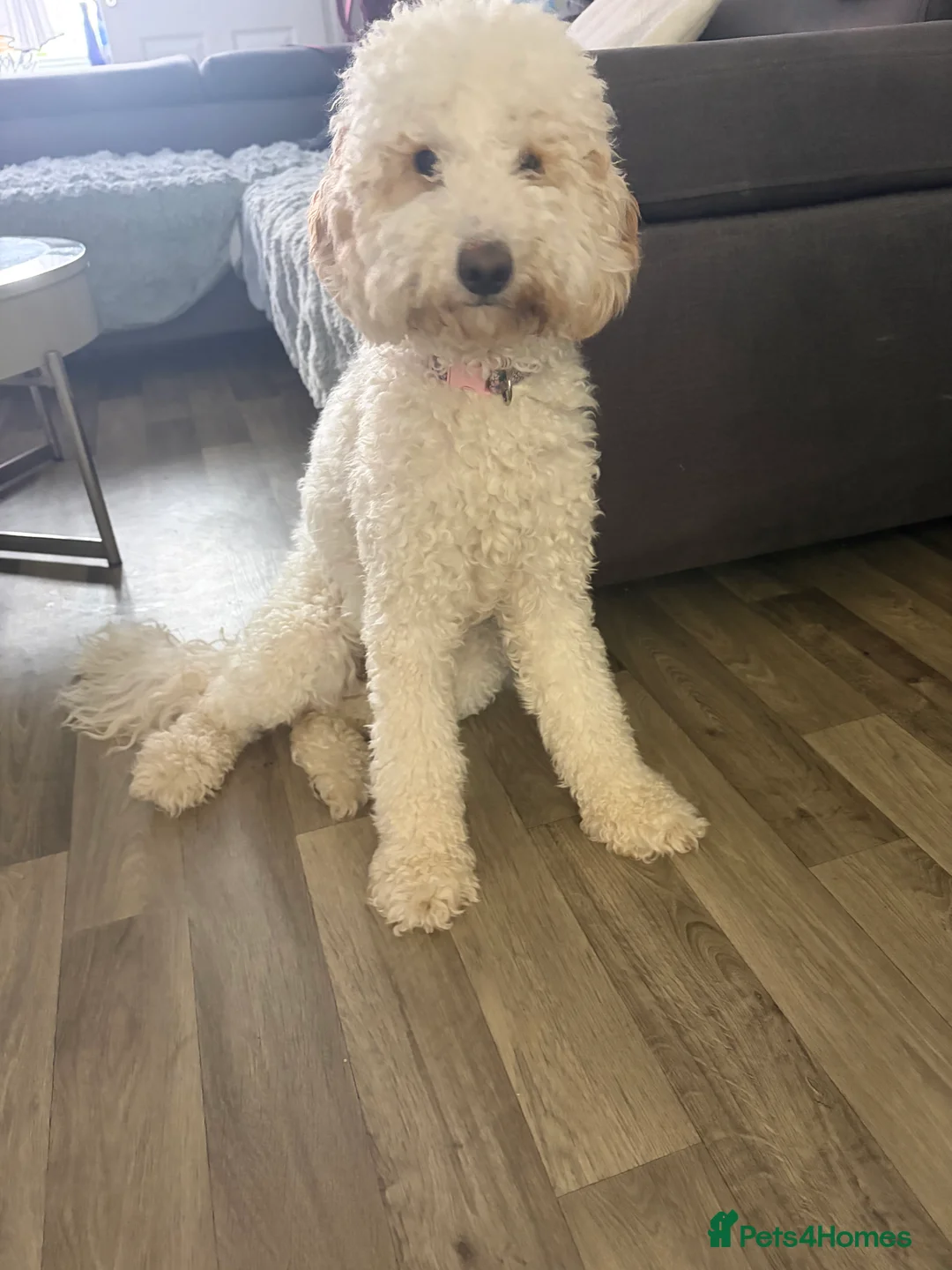 Australian Labradoodle dogs for sale: Betty is still looking for her forever home  - Advert 1