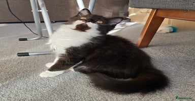 British Longhair cats - Advert 2