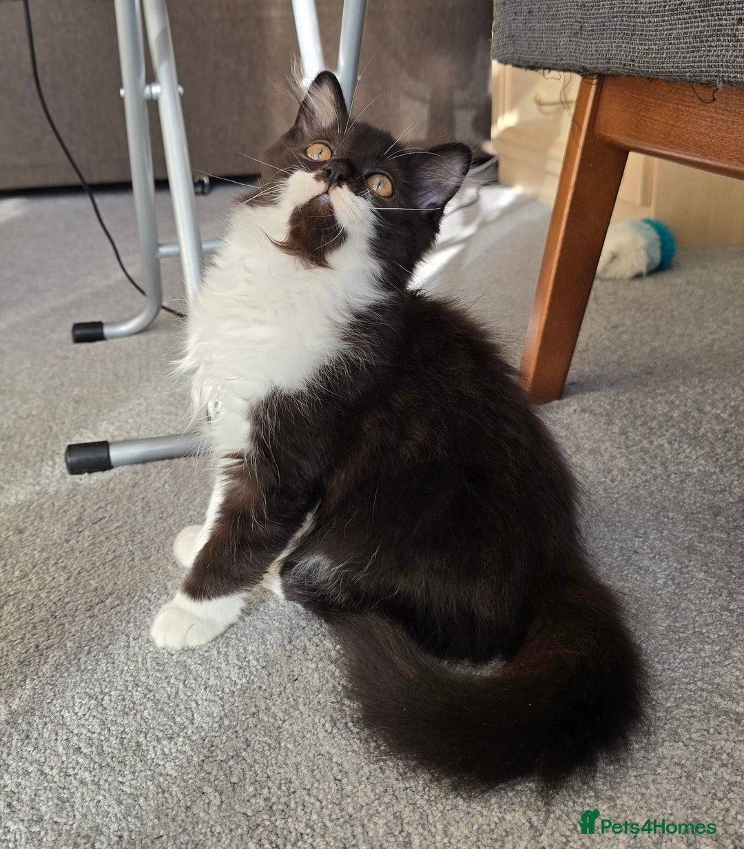 British Longhair cats for sale: British Long Hair Male kittens ( only 2 left) - Image 2