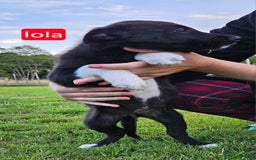 Mixed Breed dogs for sale: Girl TRI- due to unforseen circumstances - Image 14