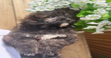 Shihpoo dogs - Advert 2
