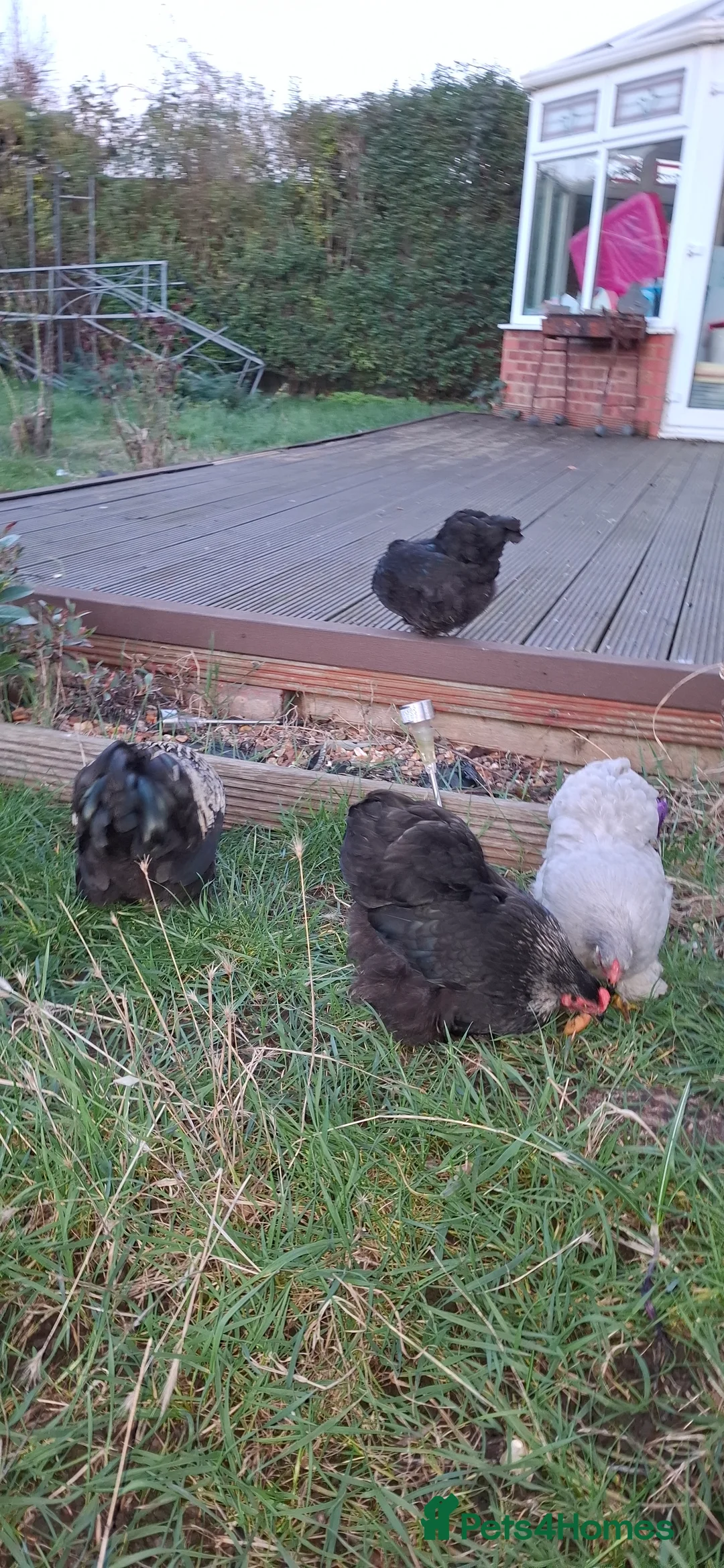 Chickens poultry for sale: Pekin bantam in Bedford - Advert 5