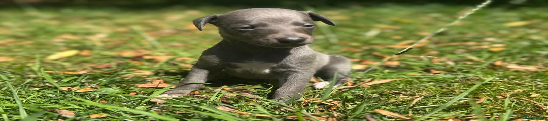 Whippet Puppy 7