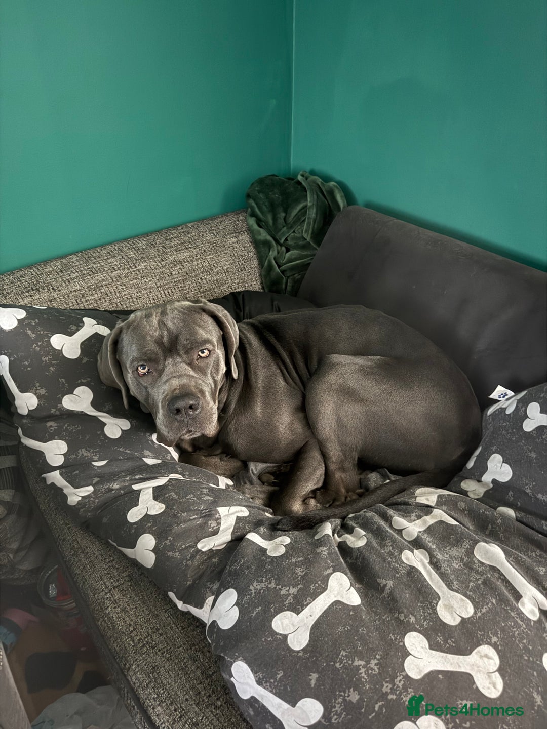 Cane Corso dogs for sale: Thanos - Advert 3
