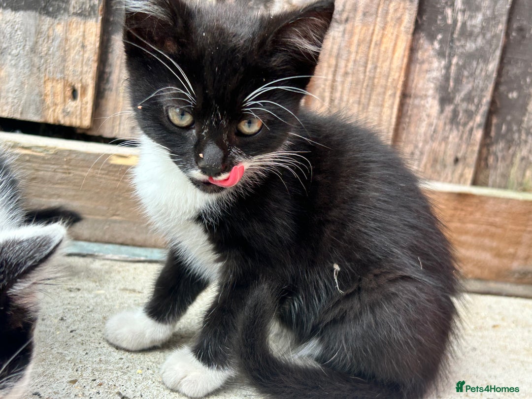 British Shorthair cats for sale: British short haired kittens - Image 3