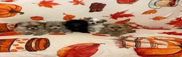 Pomeranian dogs for sale: Pomeranian puppies  in Glasgow - Advert 9