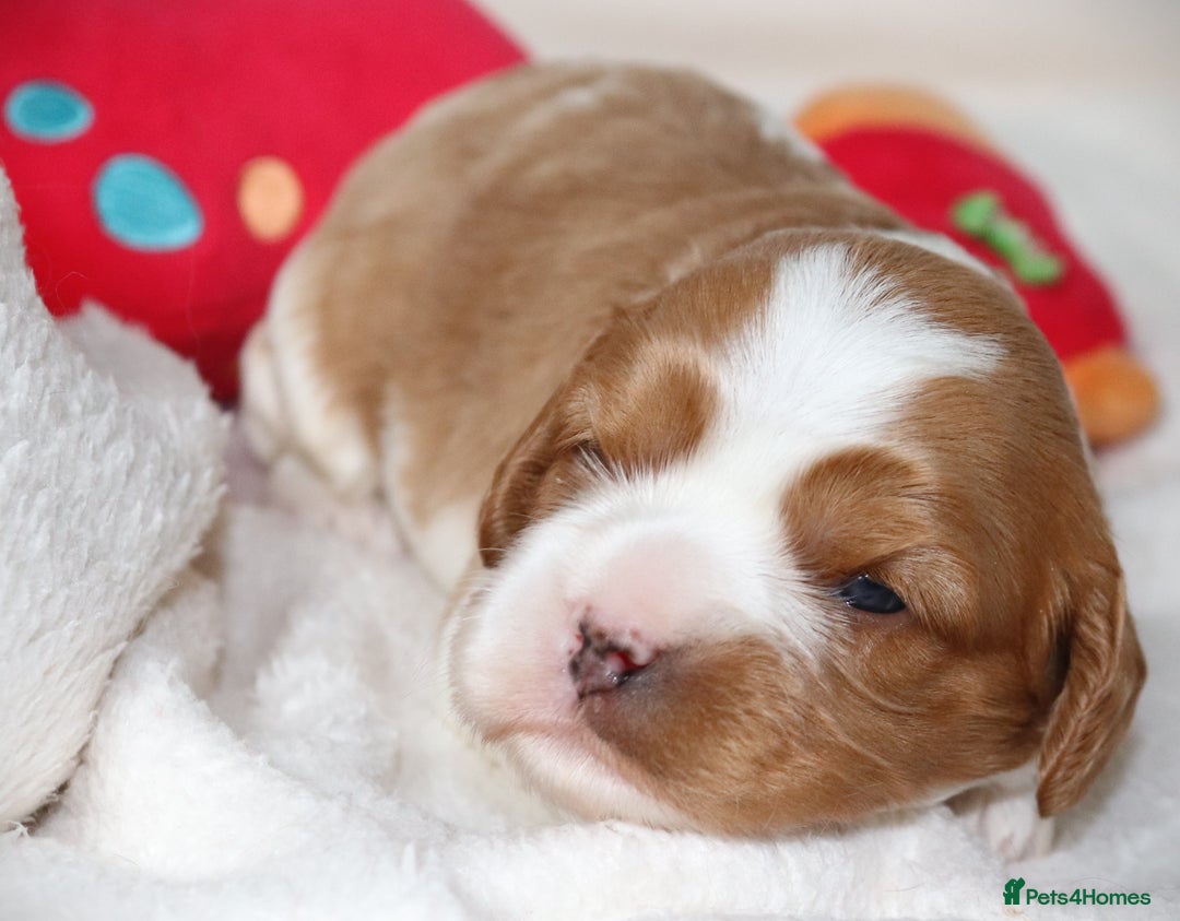 Cavapoo dogs for sale: 🌟Rare F1b Reverse Cavapoo(3/4 Cavalier1/4 Poodle) - Image 6