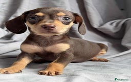 Miniature Dachshund dogs for sale: Mini dachshund puppies - Image 2