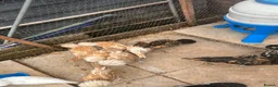 Chickens poultry for sale: Polish, Silkies, Pekins  - Advert 5