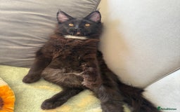 Maine Coon cats for sale: Pedigree ”TICA”  the last kitten left❣️ - Image 9