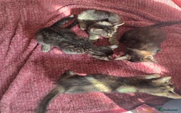 Mixed Breed cats for sale: Beautiful kittens  - Image 13