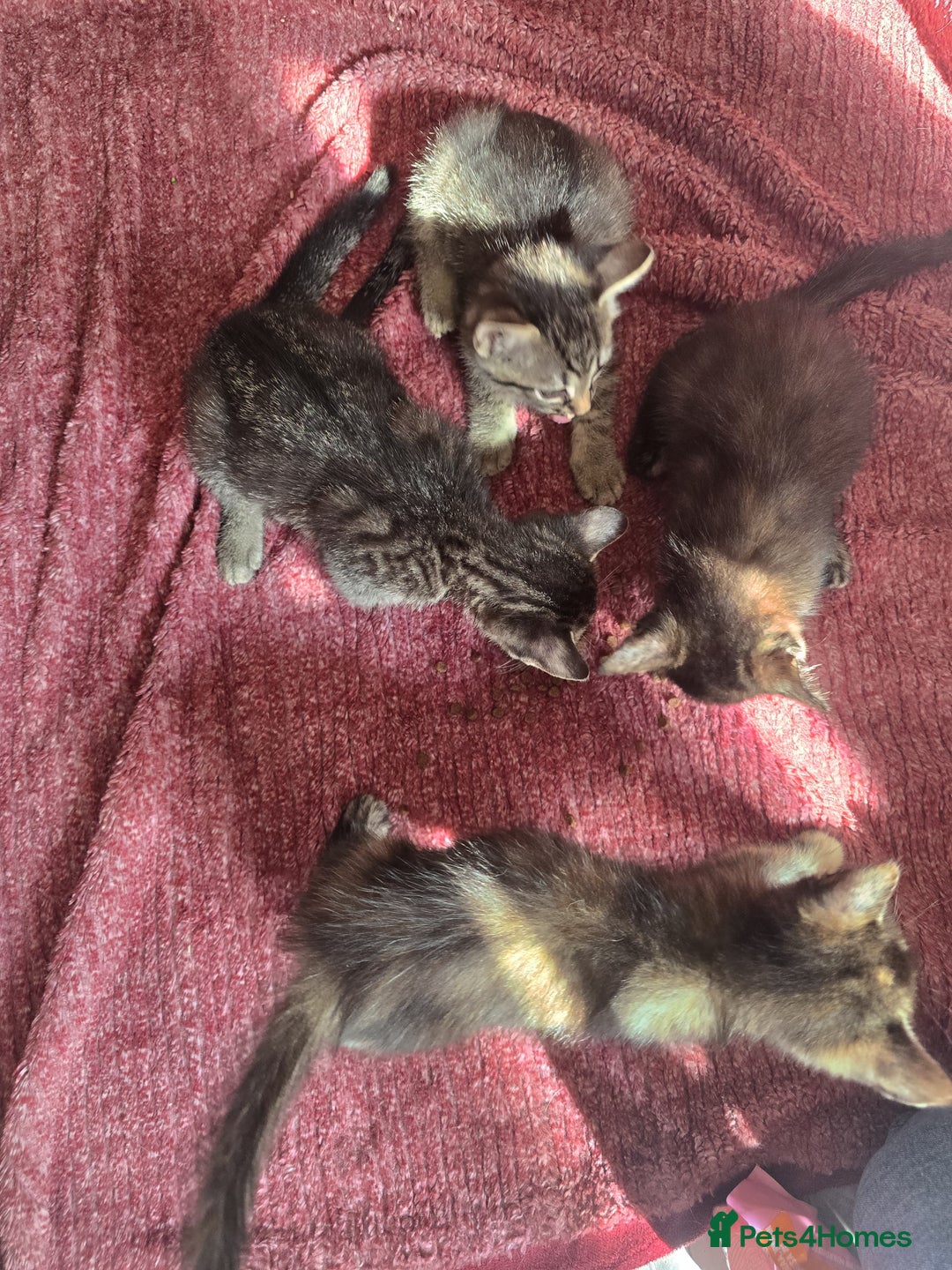 Mixed Breed cats for sale: Beautiful kittens  - Image 13