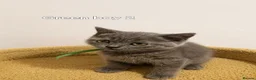 British Shorthair cats for sale: 8 Beautiful British Shorthair Kittens  - Advert 6