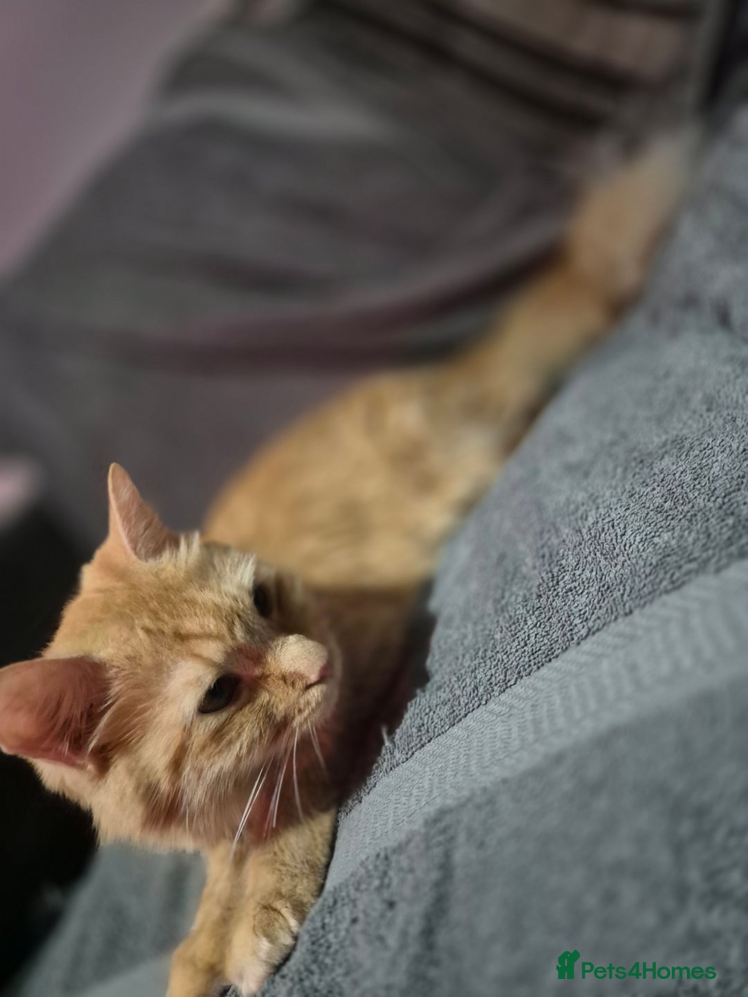 British Longhair cats for sale: Long haired kittens - Image 15