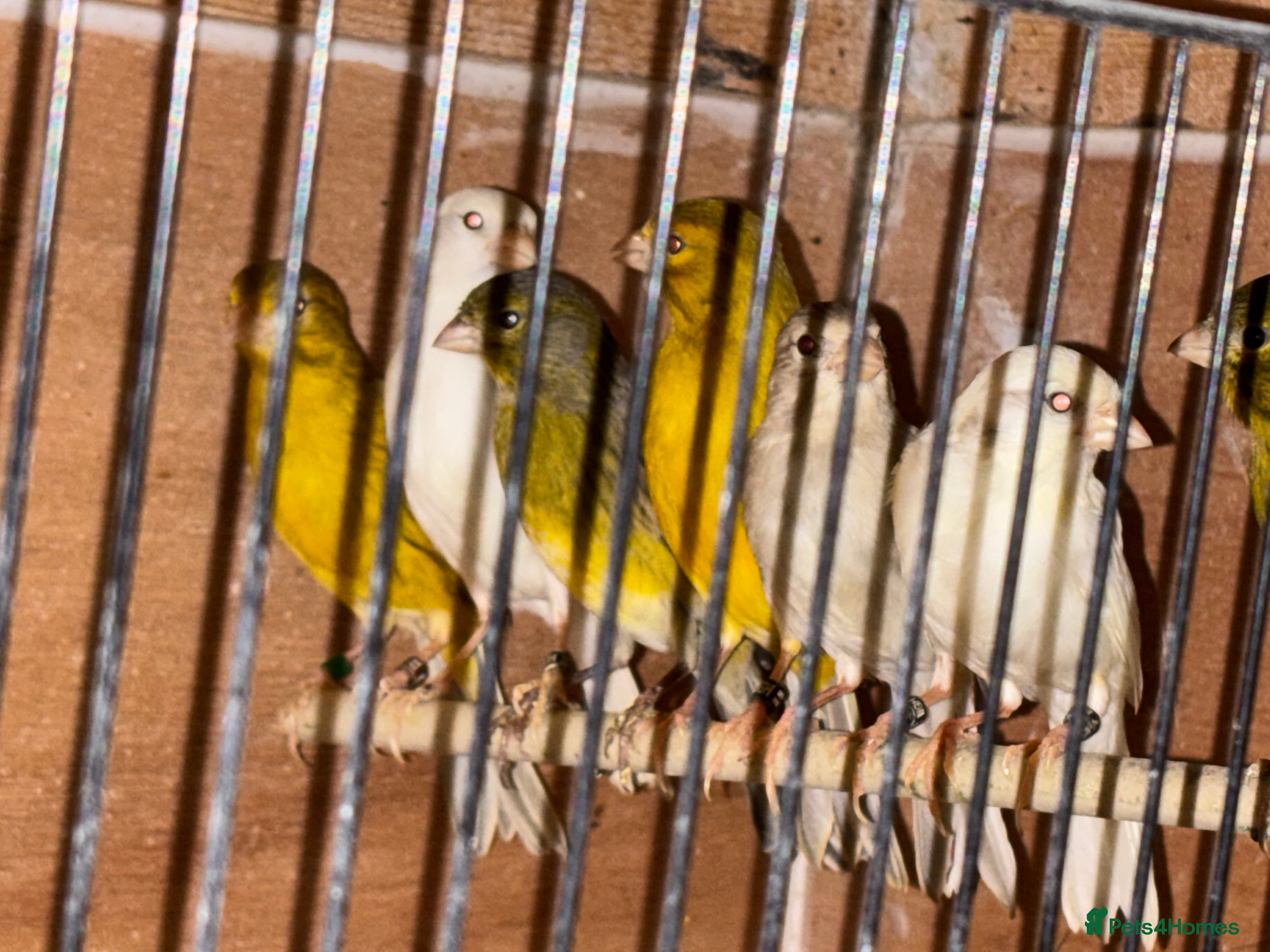 Canaries birds X11 Irish x4 red mosaic all 2025 and closed rung - Advert 2