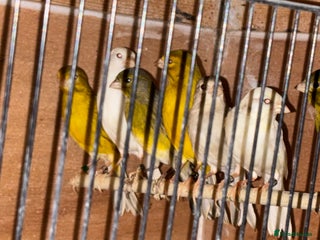 Canaries birds X11 Irish x4 red mosaic all 2025 and closed rung - Advert 2