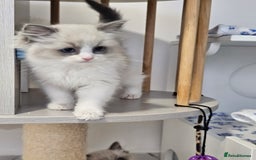 Ragdoll cats for sale: Blue Bicolor kittens 😸  - Image 18