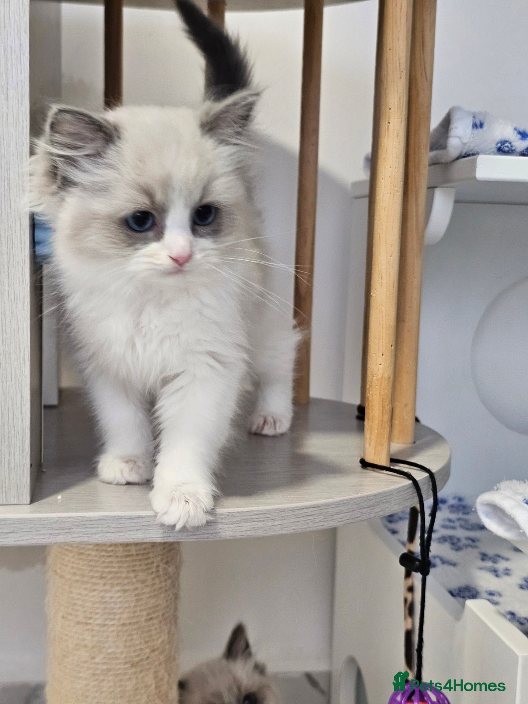 Ragdoll cats for sale: Blue Bicolor kittens 😸  - Image 18