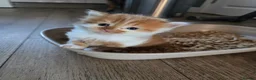 Mixed Breed cats for sale: Ginger fluffy boy - Advert 11