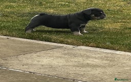 French Bulldog dogs for sale: Beautiful litter of French Bulldog Puppies! - Advert 3