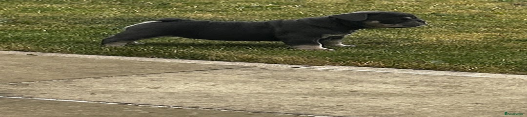 French Bulldog Puppy 2