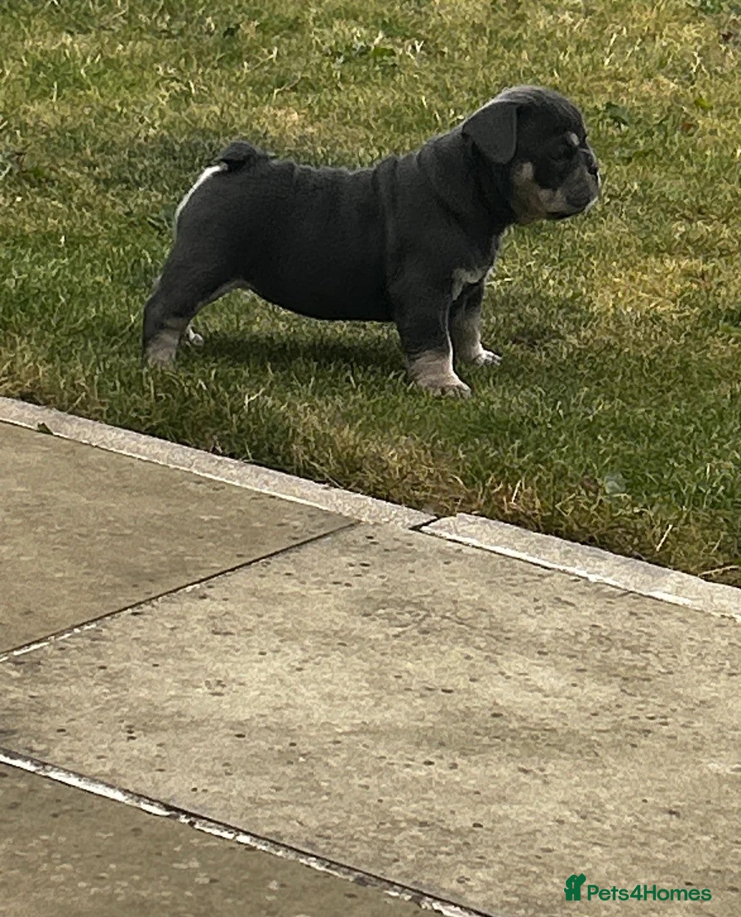 French Bulldog dogs for sale: Beautiful litter of French Bulldog Puppies! - Advert 3