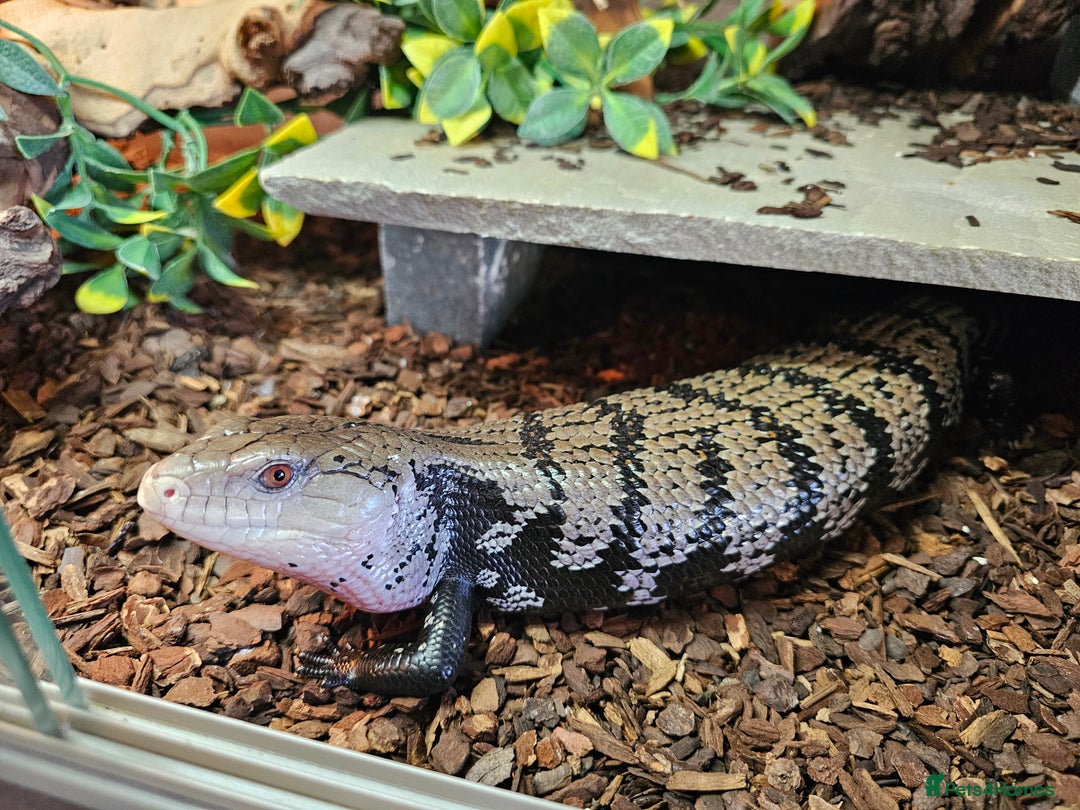 Skink reptiles for sale: Blue Tongued Skink-Male enclosure and cabnet setup - Advert 1