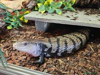 Skink reptiles Blue Tongued Skink-Male enclosure and cabnet setup - Advert 1
