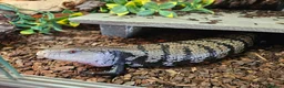 Skink reptiles for sale: Blue Tongued Skink-Male enclosure and cabnet setup - Advert 1