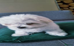 Maltese dogs for sale: One Maltese boy  100% pure breed   - Image 11