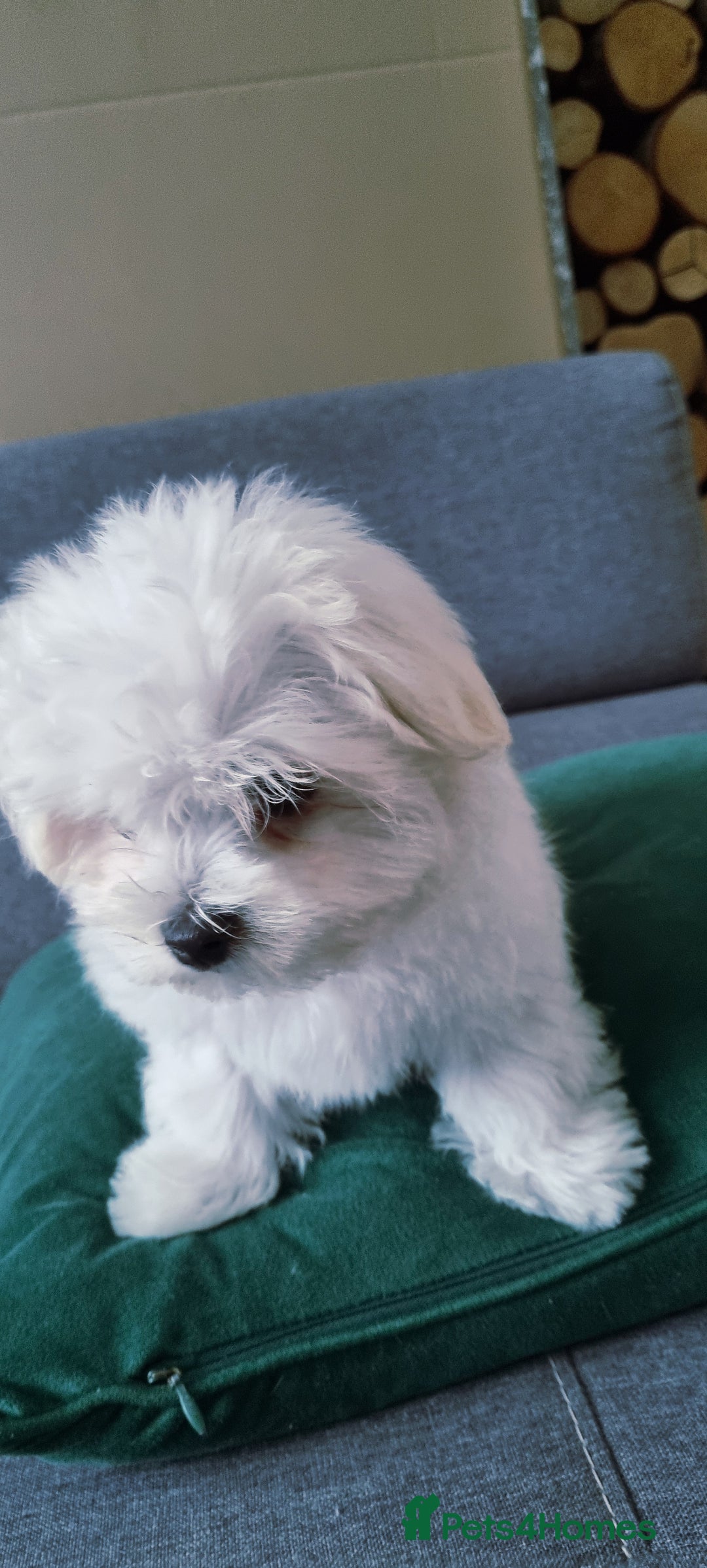 Maltese dogs for sale: One Maltese boy  100% pure breed   - Image 11