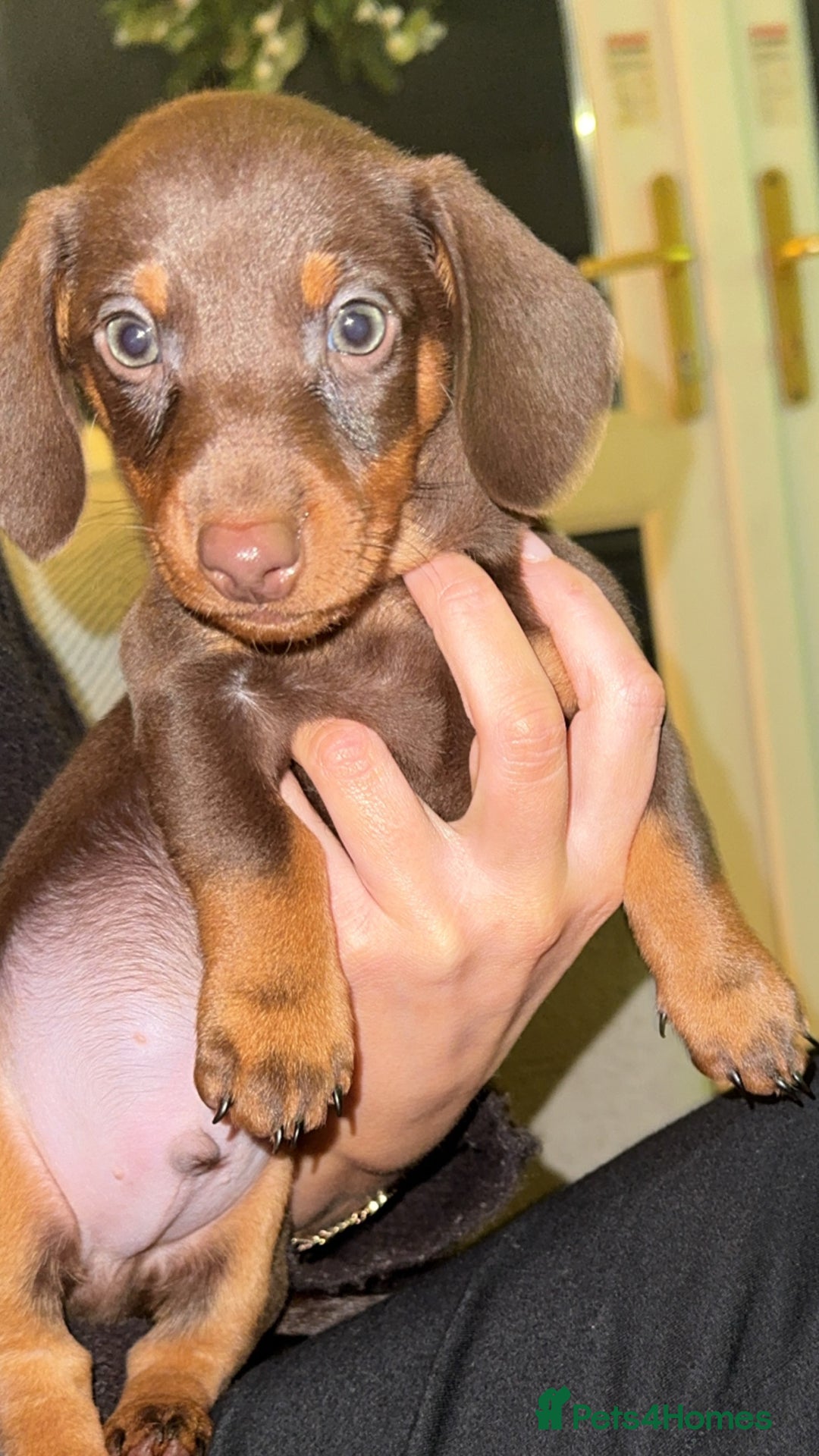 Miniature Dachshund dogs for stud: Stud PROVEN miniatures dachshund  - Advert 16