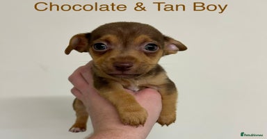 Jack Russell dogs - Advert 3