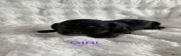 Mixed Breed dogs for sale: F1 Lhasaliers ✨ - Advert 25