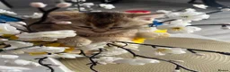 British Shorthair cats for sale: One golden British shorthair for sale. - Advert 8