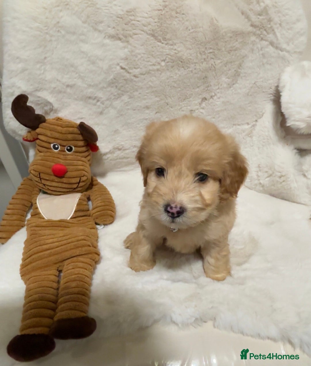 Cockapoo dogs for sale: Golden F1 cockpoo puppies  - Advert 15