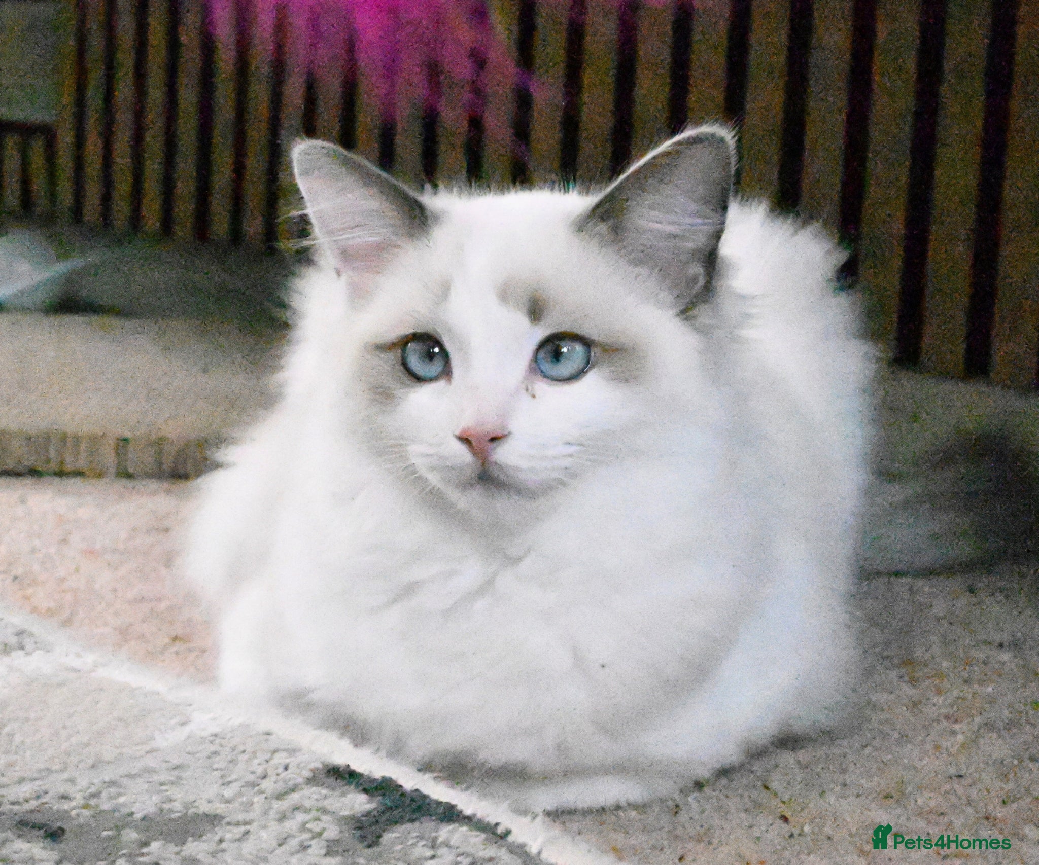 Ragdoll cats Ready now TICA Ragdoll Blue Bicolour girl - Advert 13