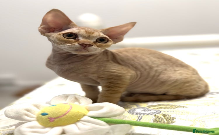Devon Rex cats - Advert 1