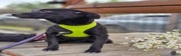 Mixed Breed dogs for adoption: ❤️SOLA❤️Small, 9 months old,Gentle & Affectionate  in Oxford - Advert 11