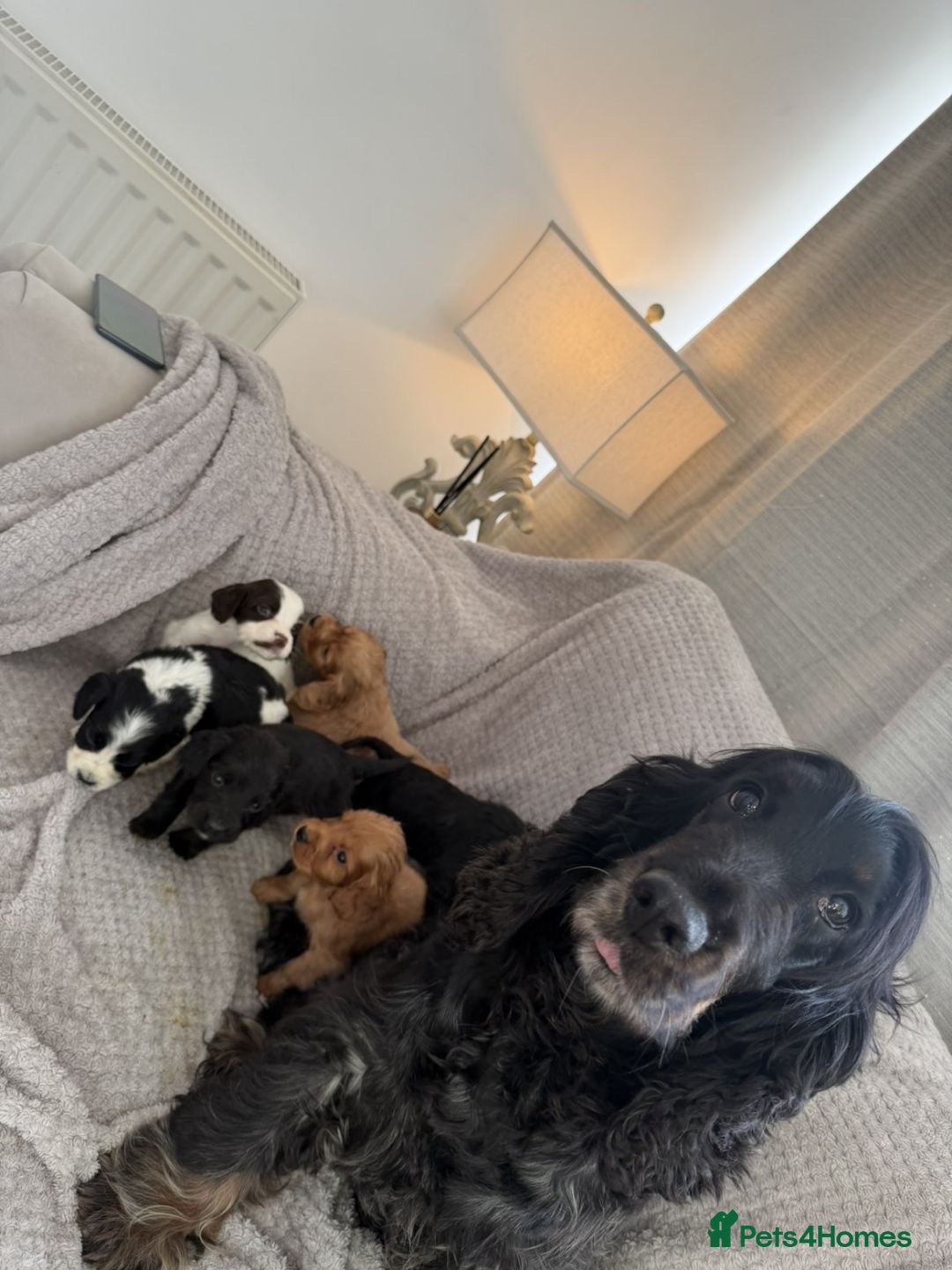 Cocker Spaniel dogs Beautiful show cocker spaniel puppy’s  - Advert 2