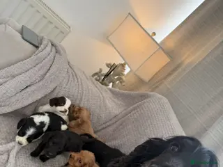 Cocker Spaniel dogs Beautiful show cocker spaniel puppy’s - Advert 2