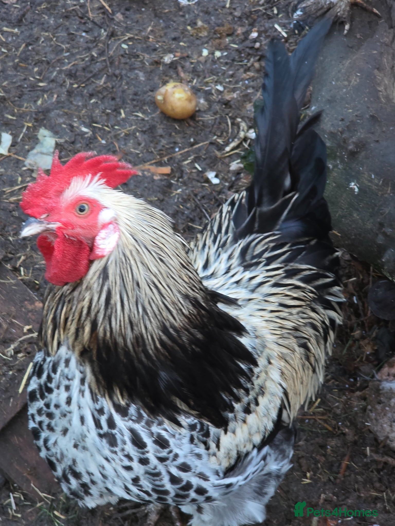 Chickens poultry bantam cockerells  - Advert 13