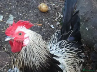 Chickens poultry bantam cockerells - Advert 13