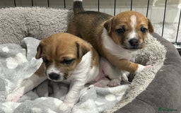Jack Russell dogs for sale: Gorgeous Jack Russell puppies - Image 3