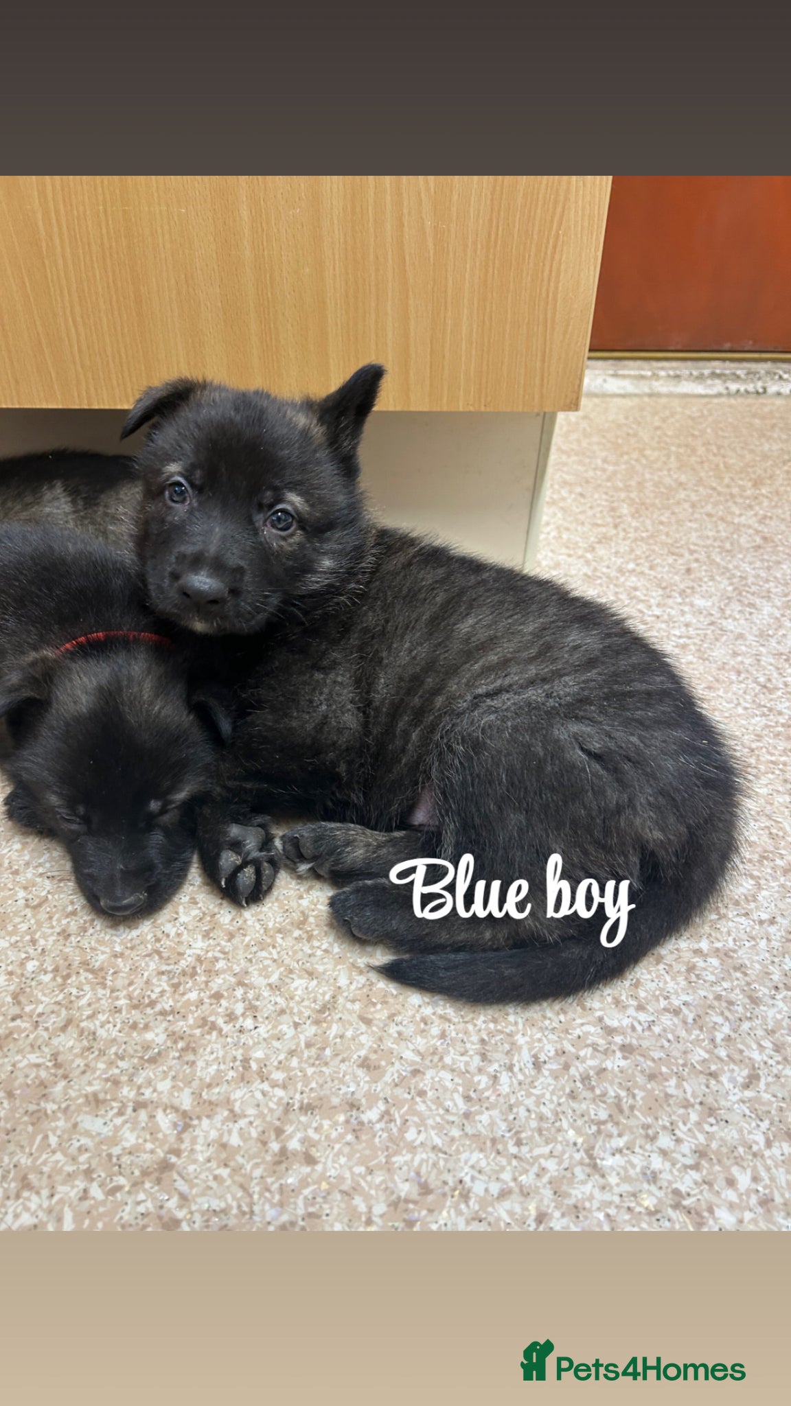 German Shepherd dogs Kc reg German shepherd puppys ONLY 2 BOYS LEFT - Advert 2