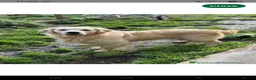 Golden Retriever dogs for sale: 8 KC/health tested gorgeous golden retrievers - Advert 9