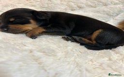 Miniature Pinscher dogs for sale: Gorgeous MinPin Puppies-Ready from 8th Dec! - Advert 21